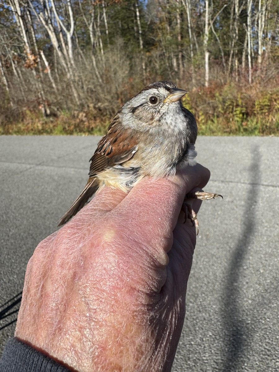 Swamp Sparrow - ML644358645