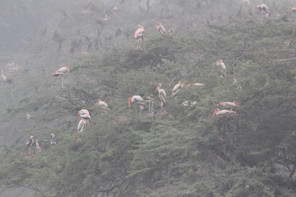 beltestork - ML644358646