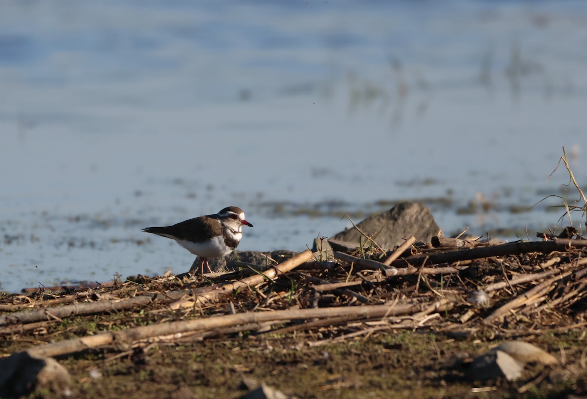 Chorlitejo Tricollar - ML644358650