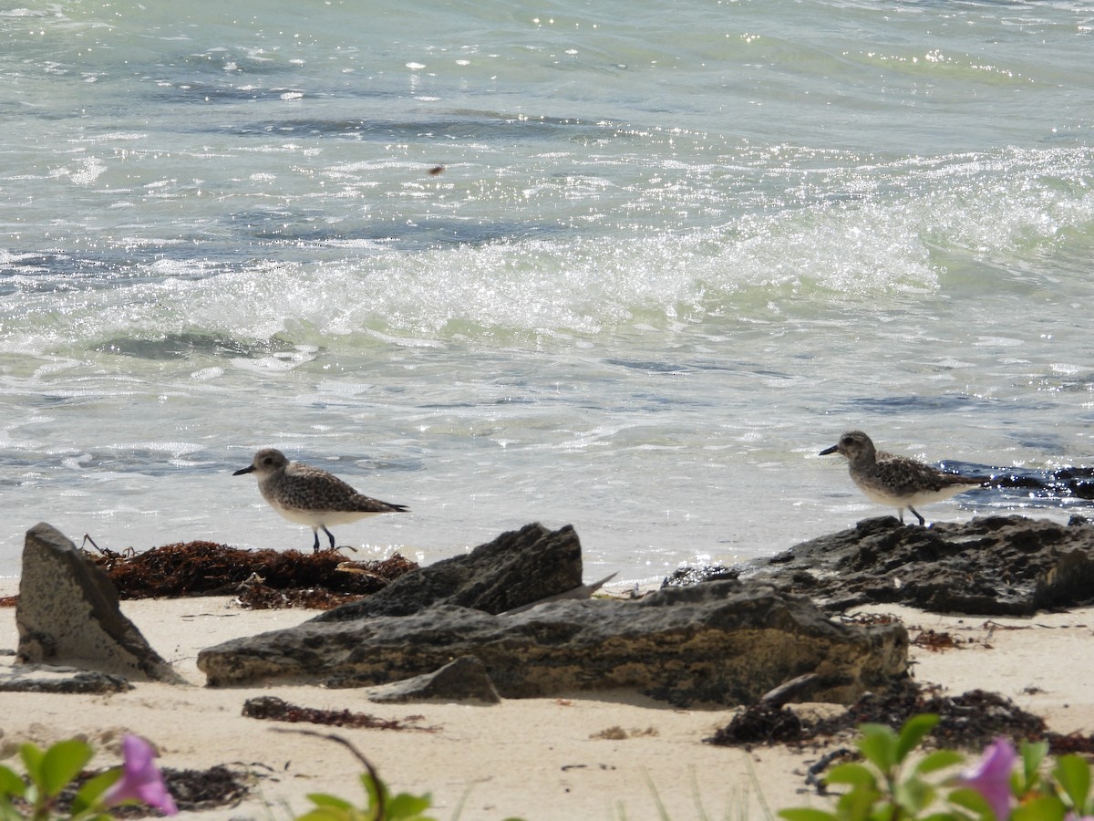 Chorlito Gris - ML644358659