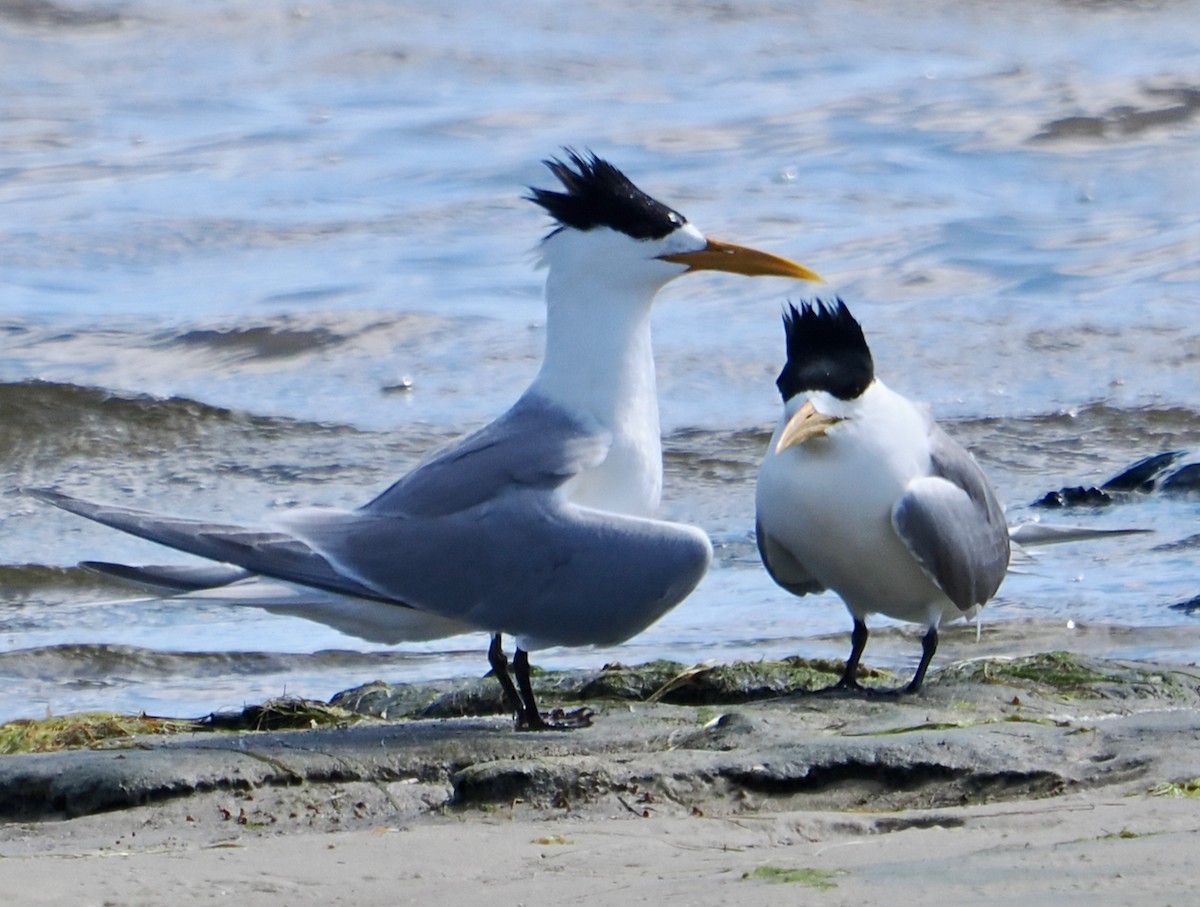 Крячок жовтодзьобий - ML644358661