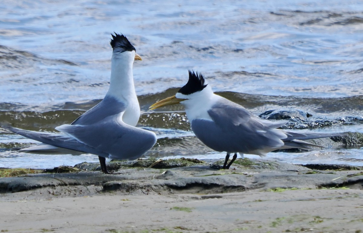 Крячок жовтодзьобий - ML644358662