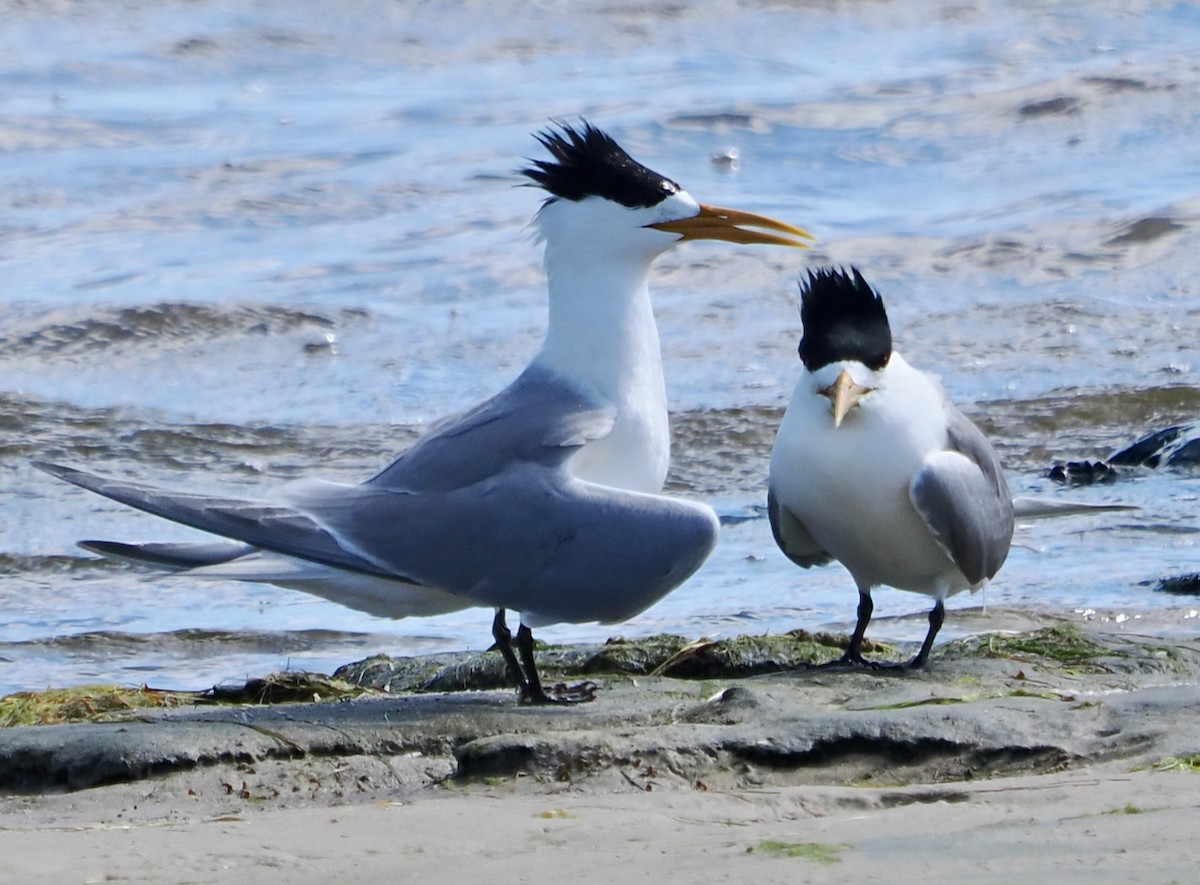 Крячок жовтодзьобий - ML644358663