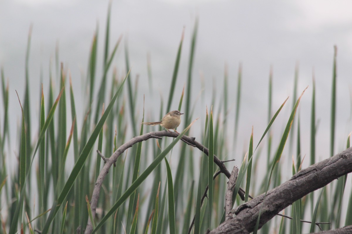 gråprinia - ML644358664