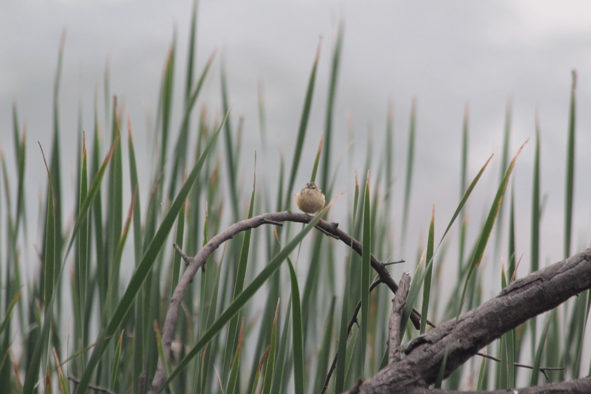 gråprinia - ML644358679