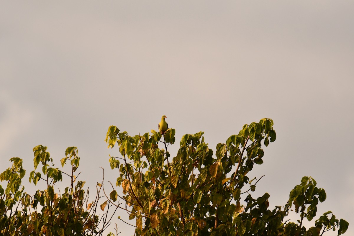 African Green-Pigeon - ML644358700