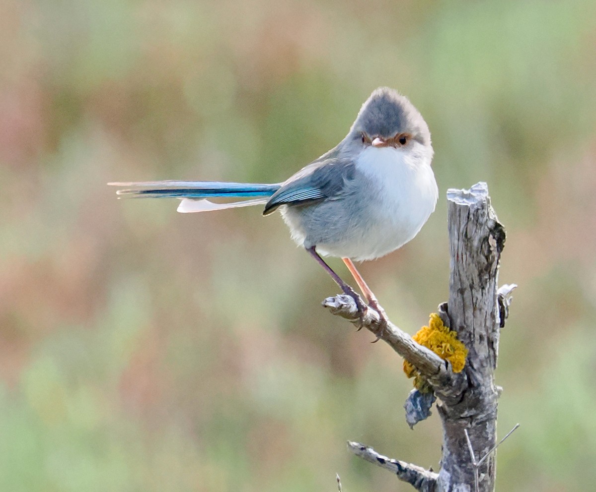 Splendid Fairywren - ML644358702