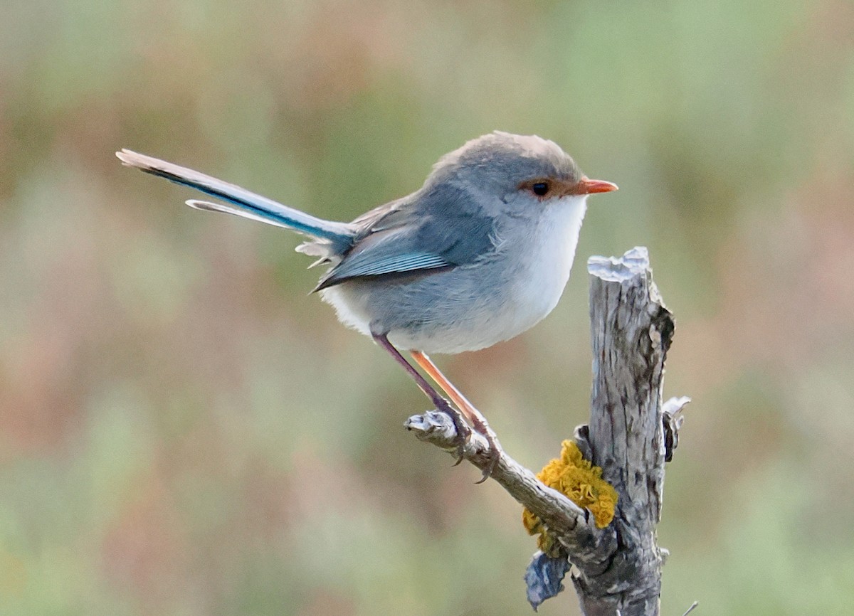Splendid Fairywren - ML644358703
