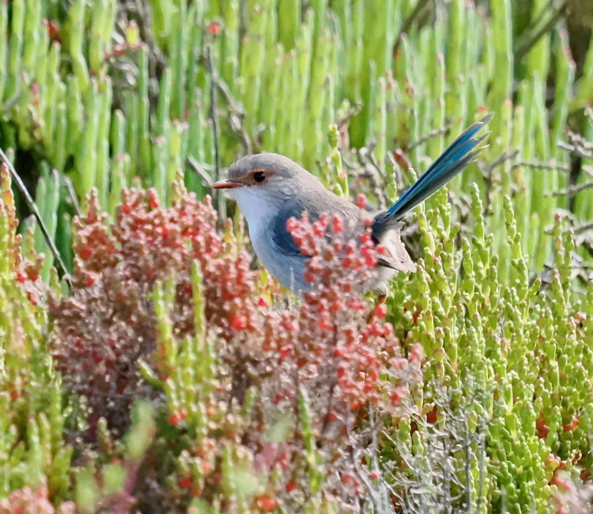 Splendid Fairywren - ML644358704