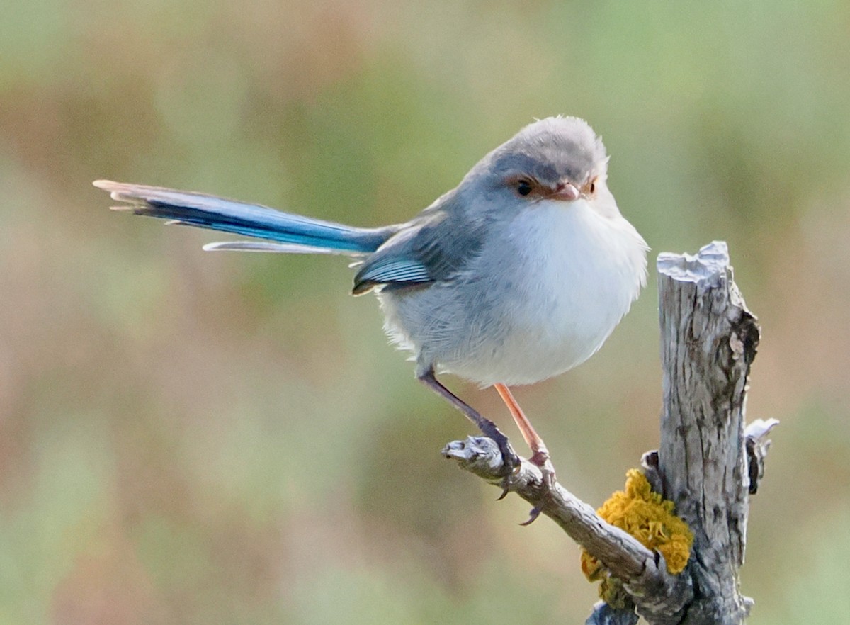 Splendid Fairywren - ML644358705