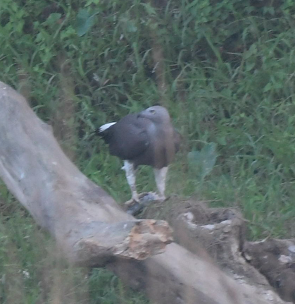 Gray-headed Fish-Eagle - ML644358710