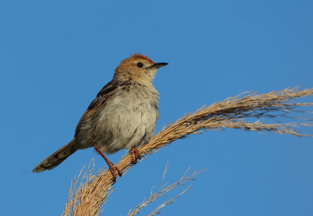 Levaillant's Cisticola - ML644358721