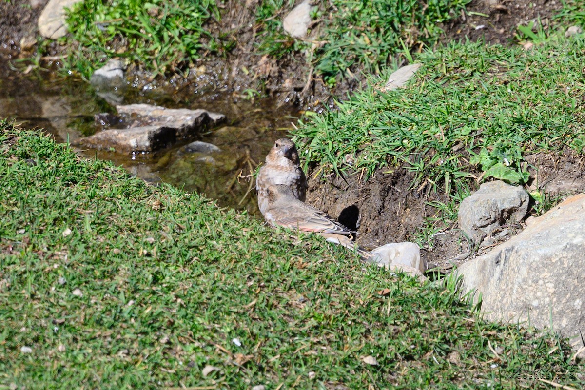 Crimson-winged Finch - ML644358723