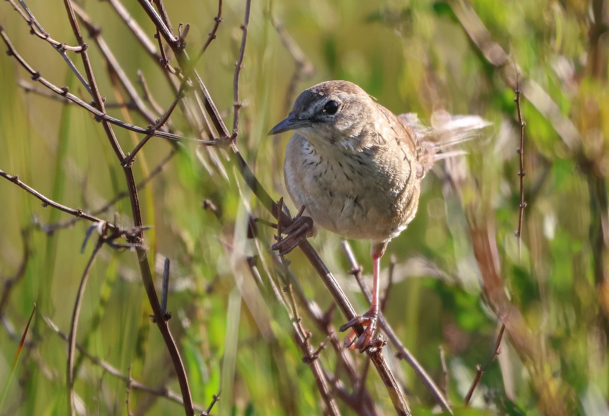 Little Rush Warbler - ML644358730