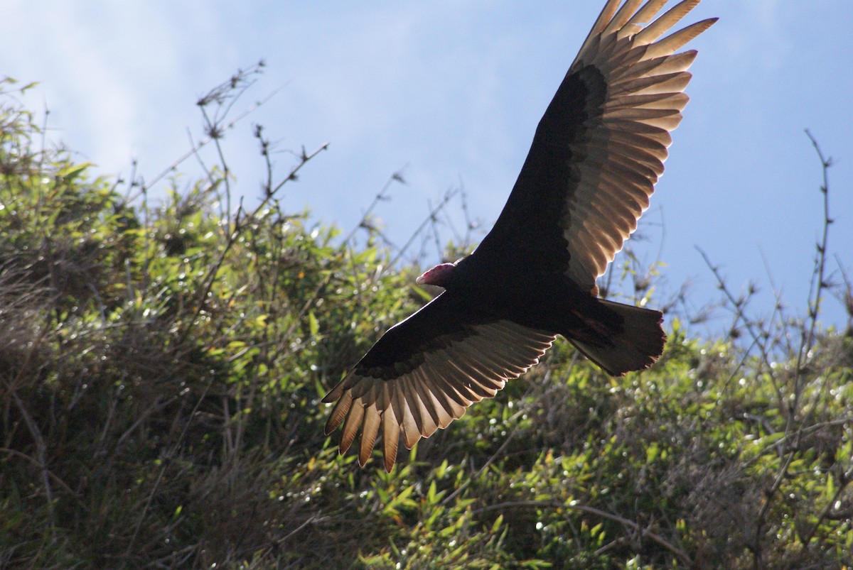 Turkey Vulture - ML644358733