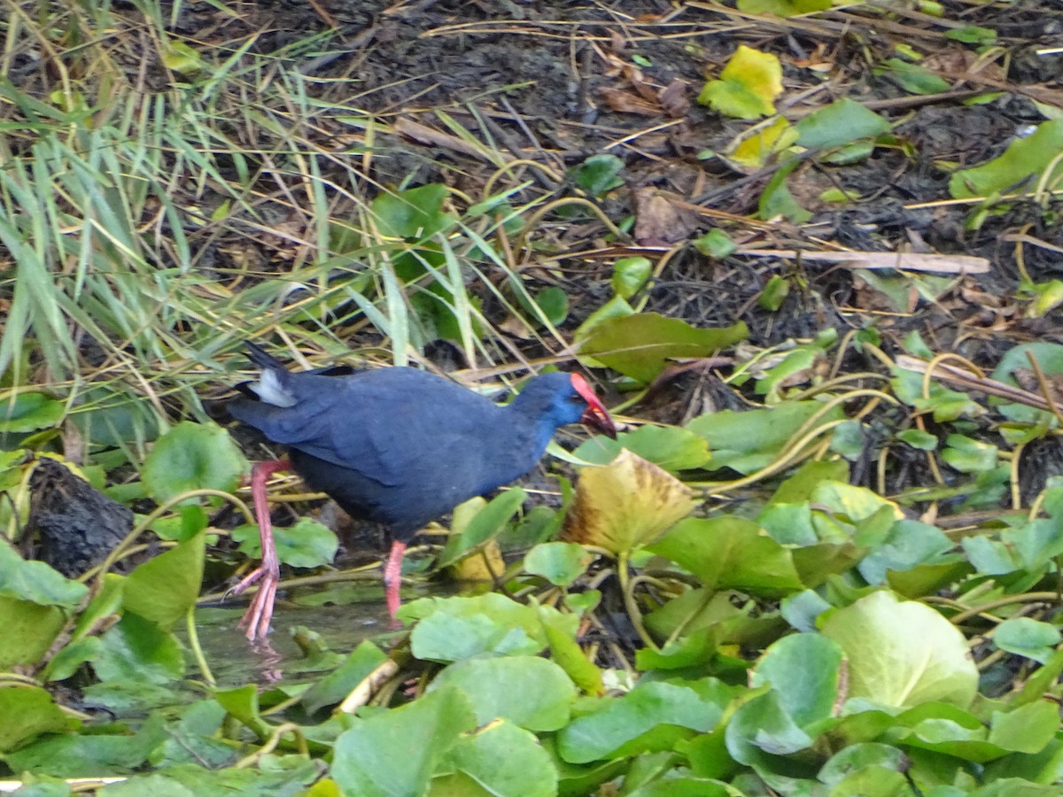 セイケイ - ML644358737