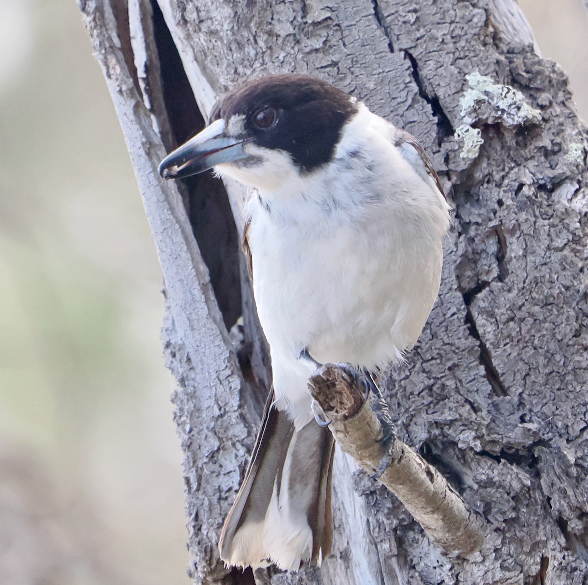 gråryggslakterfugl - ML644358750