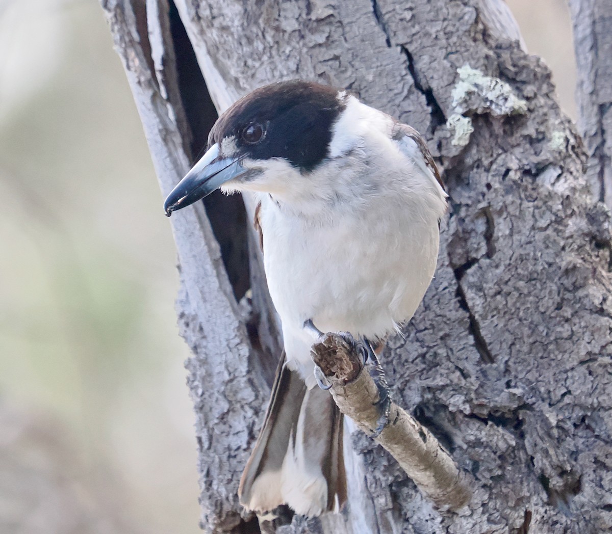 gråryggslakterfugl - ML644358751