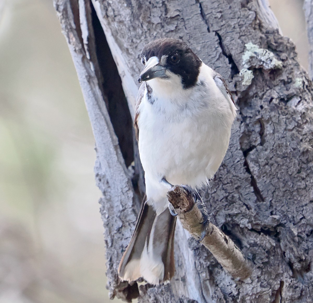 gråryggslakterfugl - ML644358752