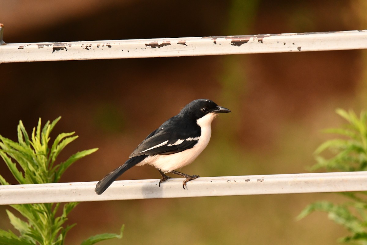 tropebobo - ML644358755