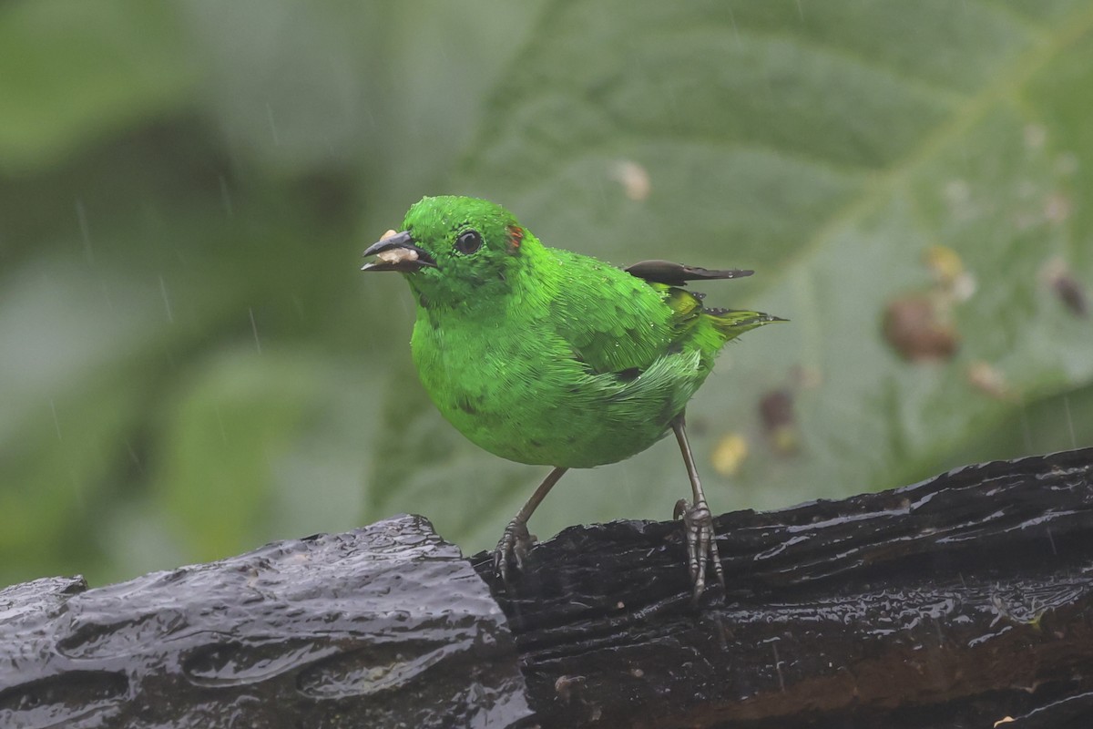 olivintanagar - ML644358756