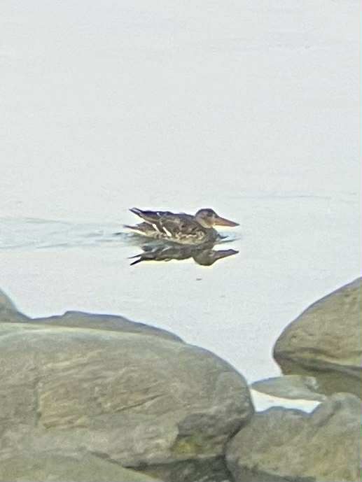 skjeand - ML644358757