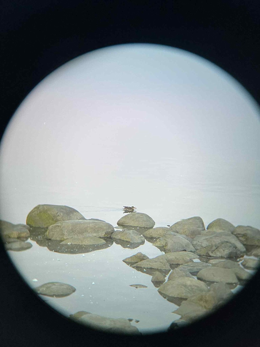 skjeand - ML644358758