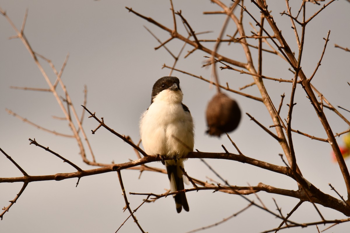 bekryggvarsler - ML644358759