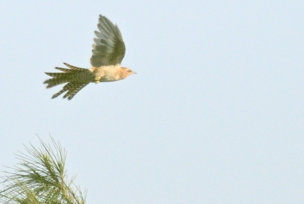 klagegjøk - ML644358766