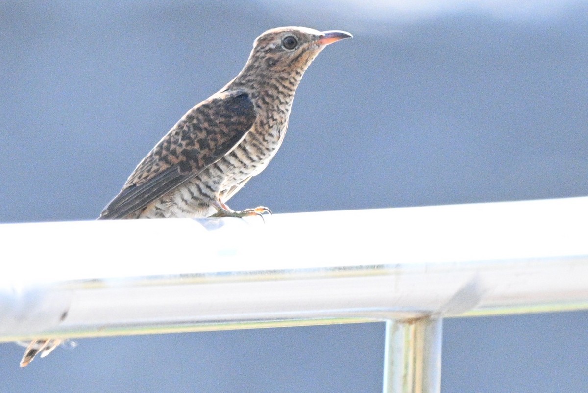 klagegjøk - ML644358767