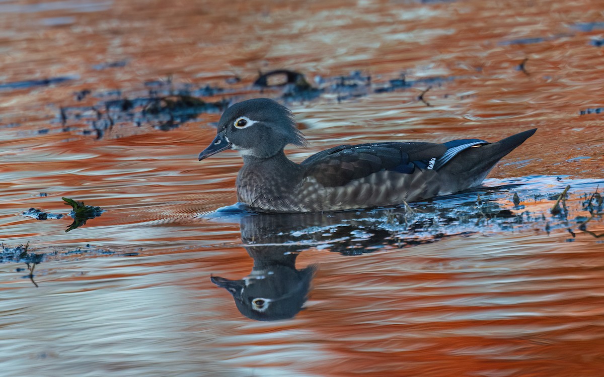 brudeand - ML644358771