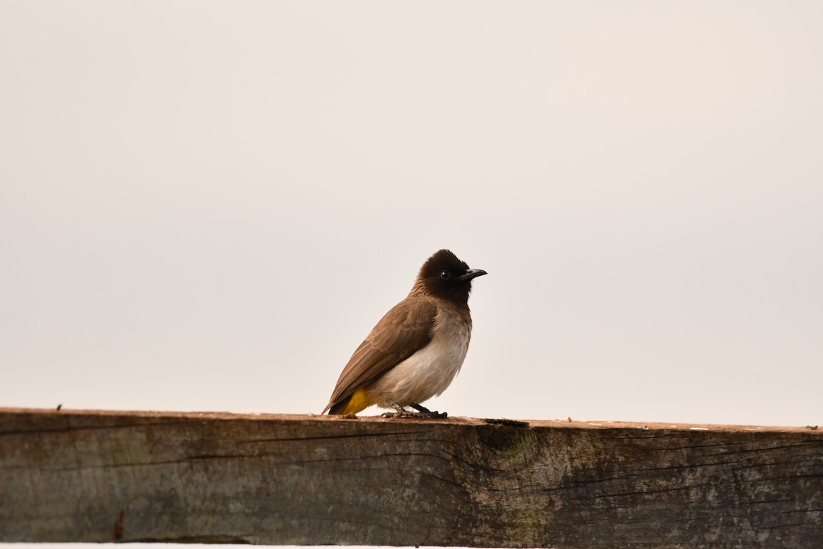 hagebylbyl - ML644358772