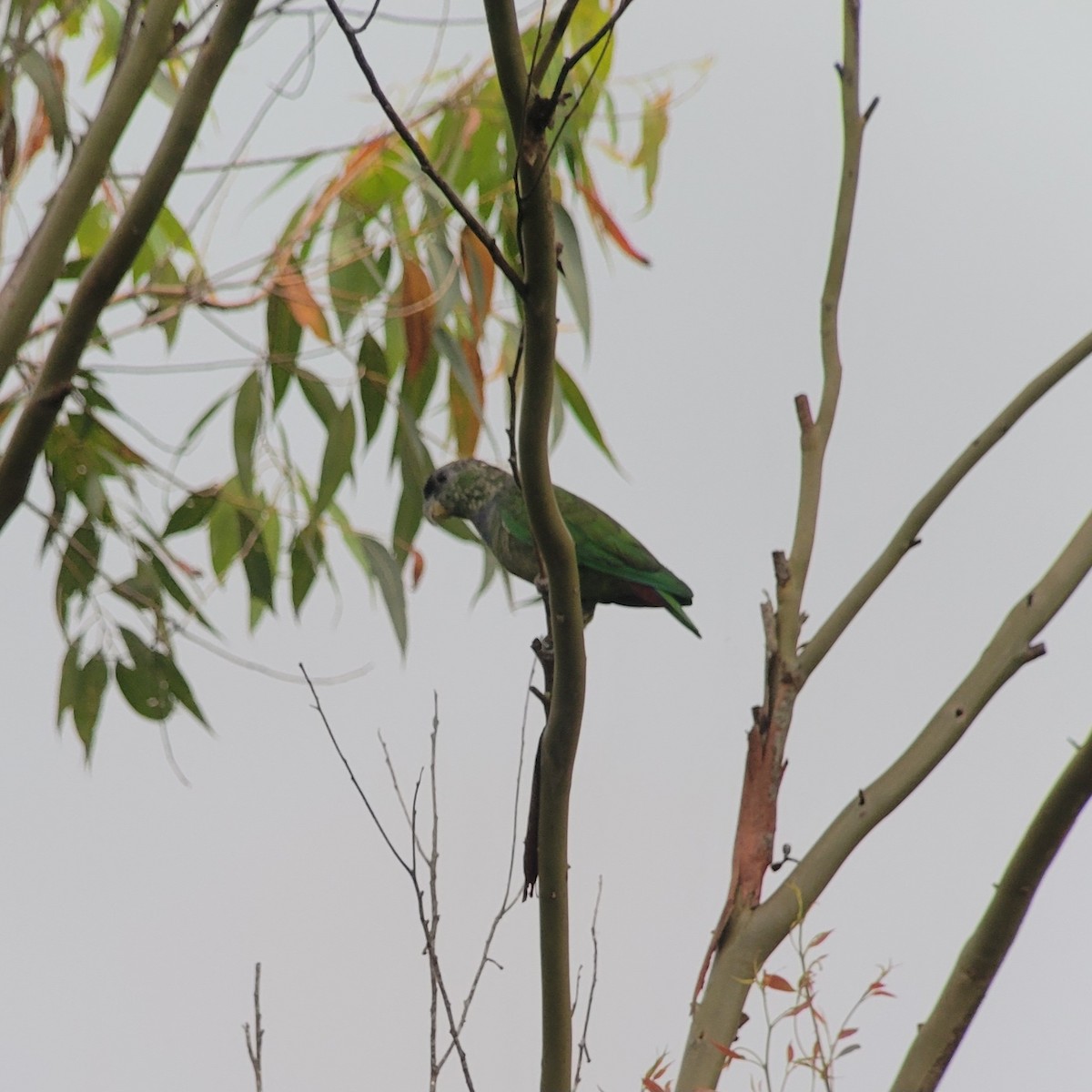 skjellhodepapegøye - ML644358773