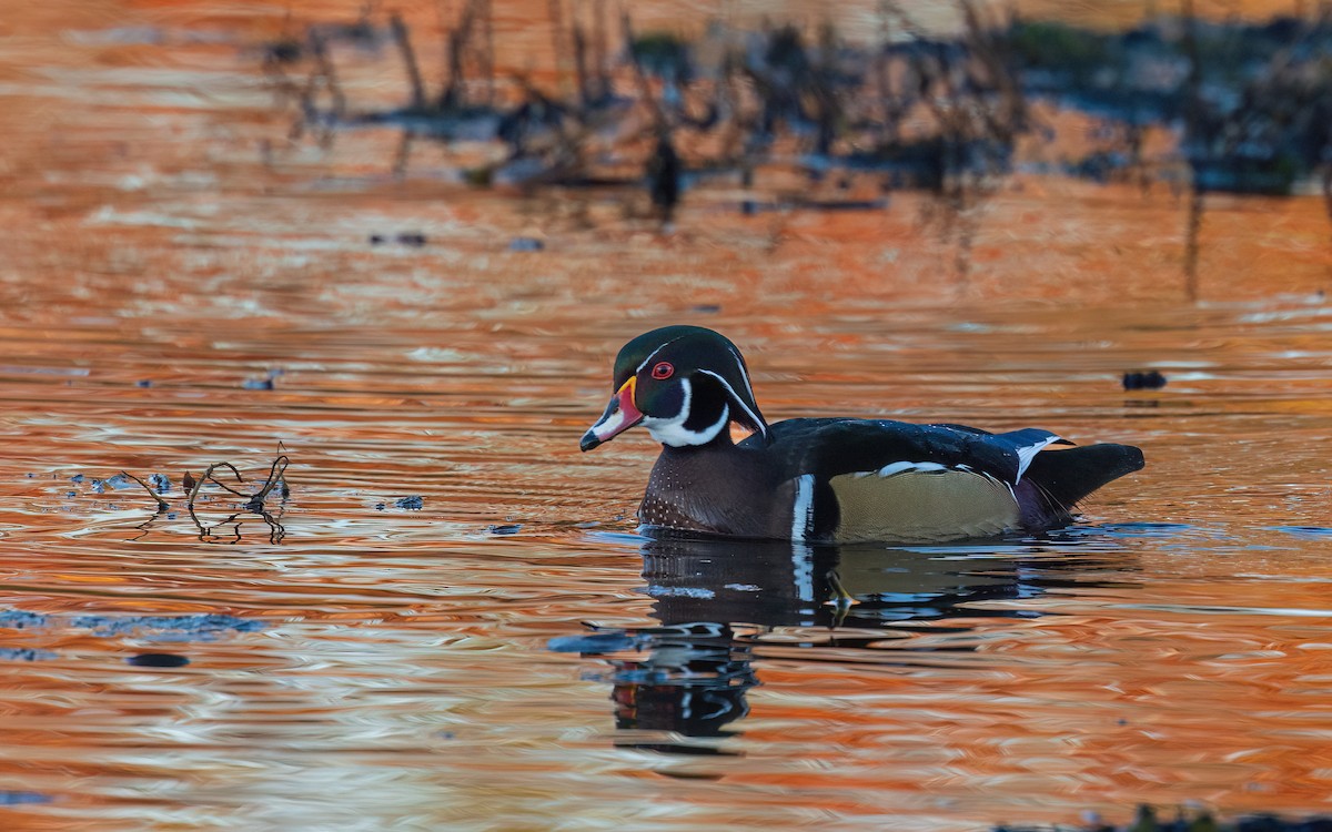 brudeand - ML644358775