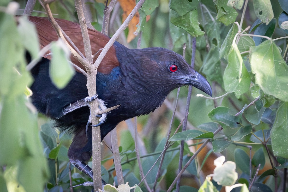 storsporegjøk - ML644358776