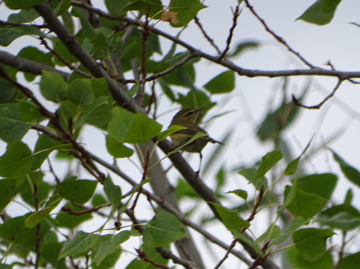 gransanger - ML644358777