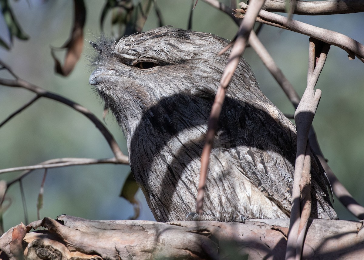 uglefroskemunn - ML644358778