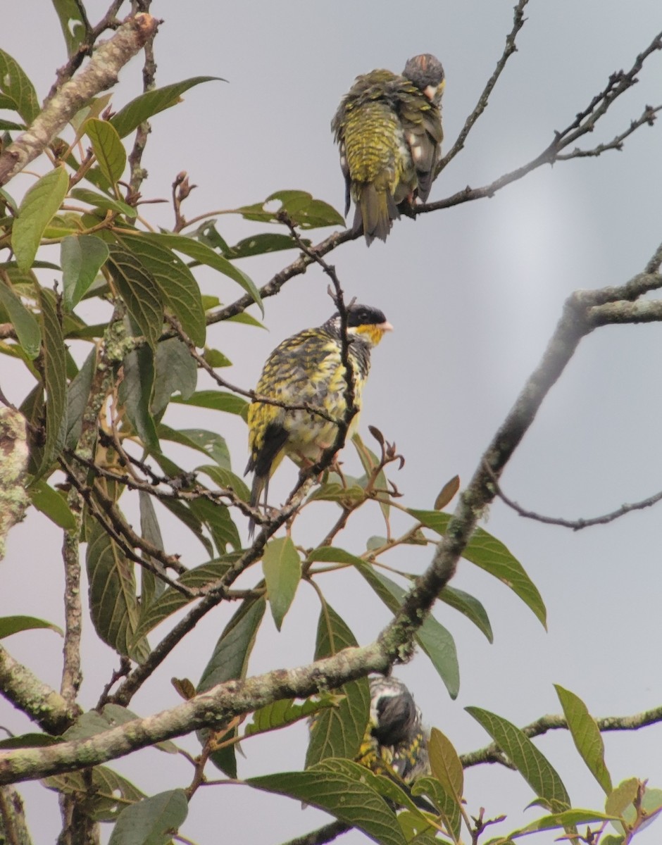 svalestjertkotinga - ML644358779