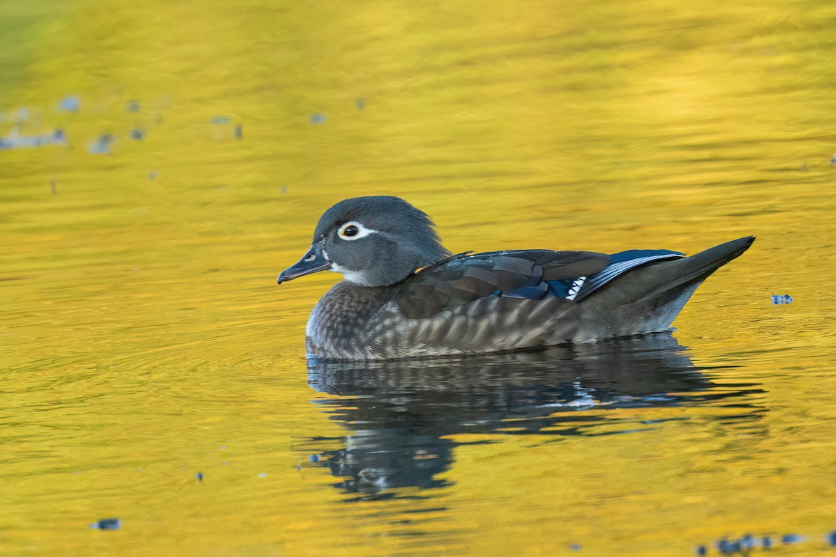 brudeand - ML644358781