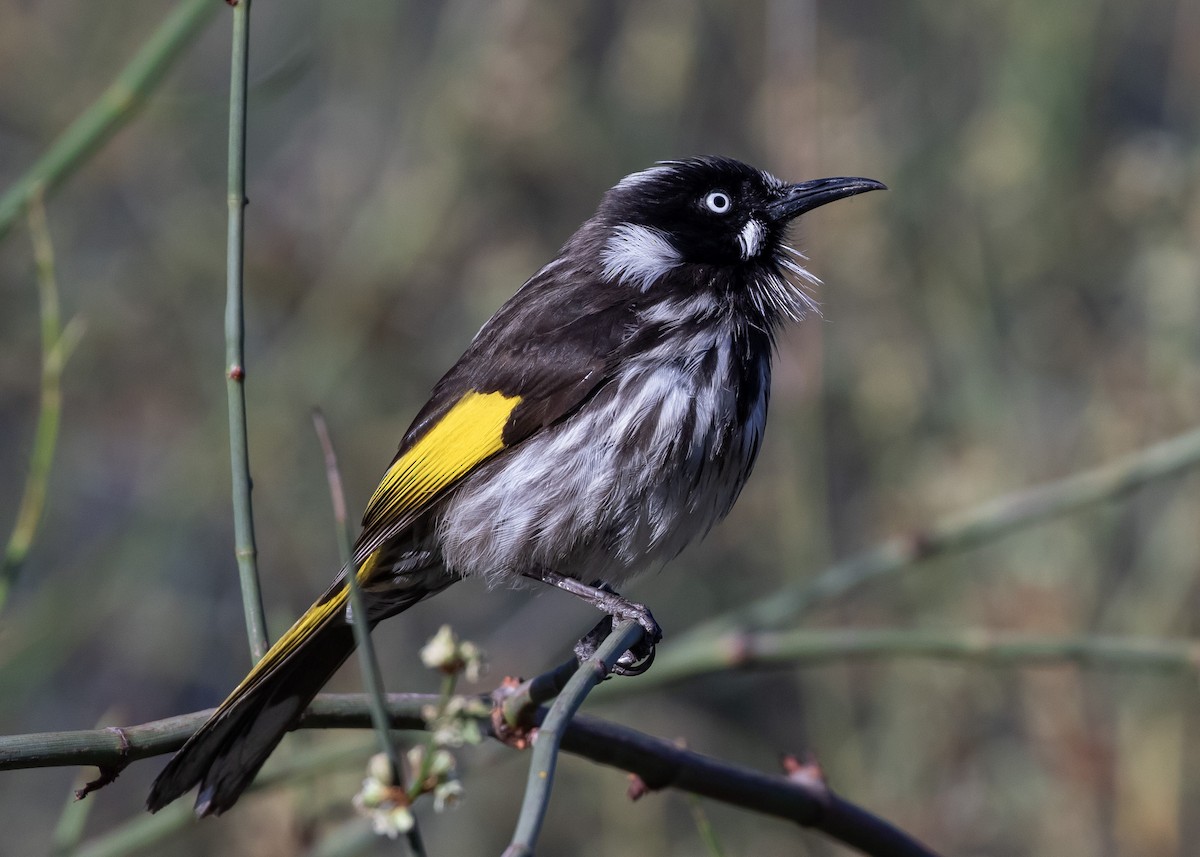 hvitøyehonningeter - ML644358783