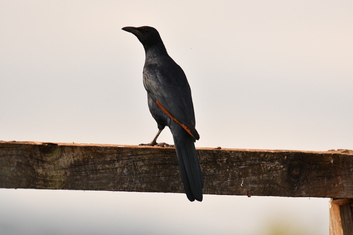 Kızılkanat - ML644358784