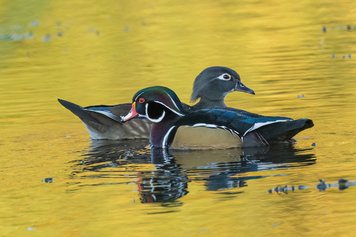 brudeand - ML644358785