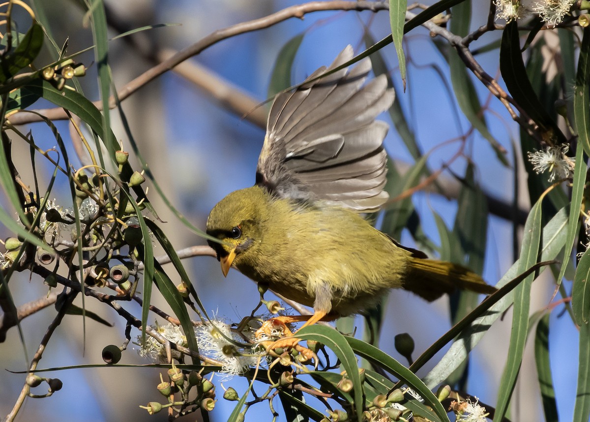 スズミツスイ - ML644358791