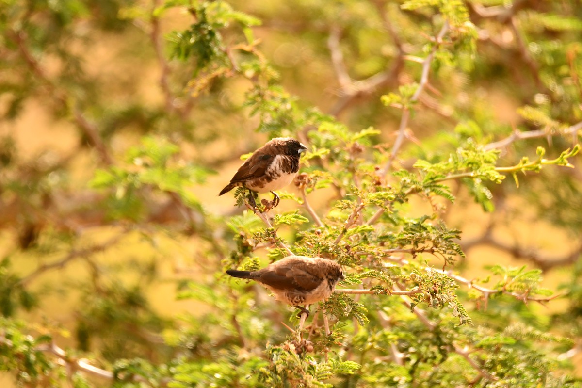 Bronze Mannikin - ML644358817