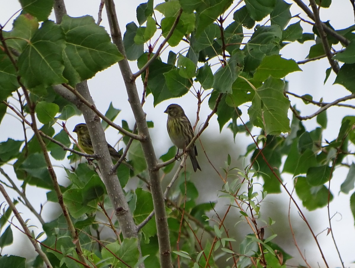 Verzellino - ML644358820