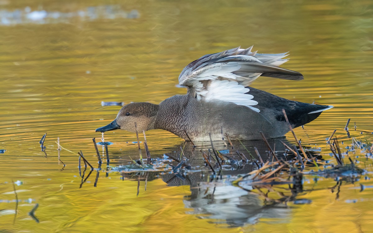 Ánade Friso - ML644358821