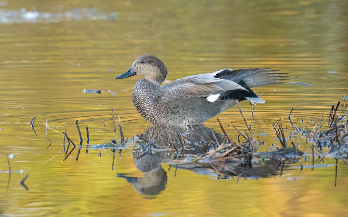 Ánade Friso - ML644358823