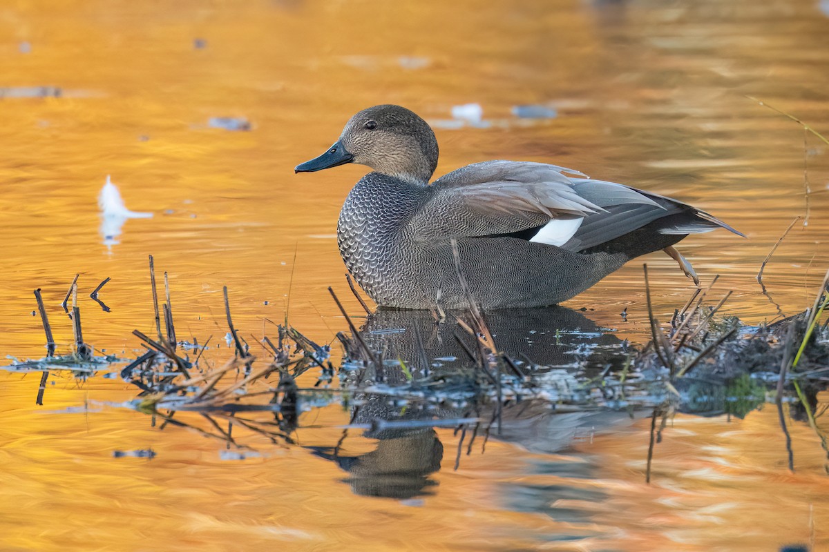 Ánade Friso - ML644358829