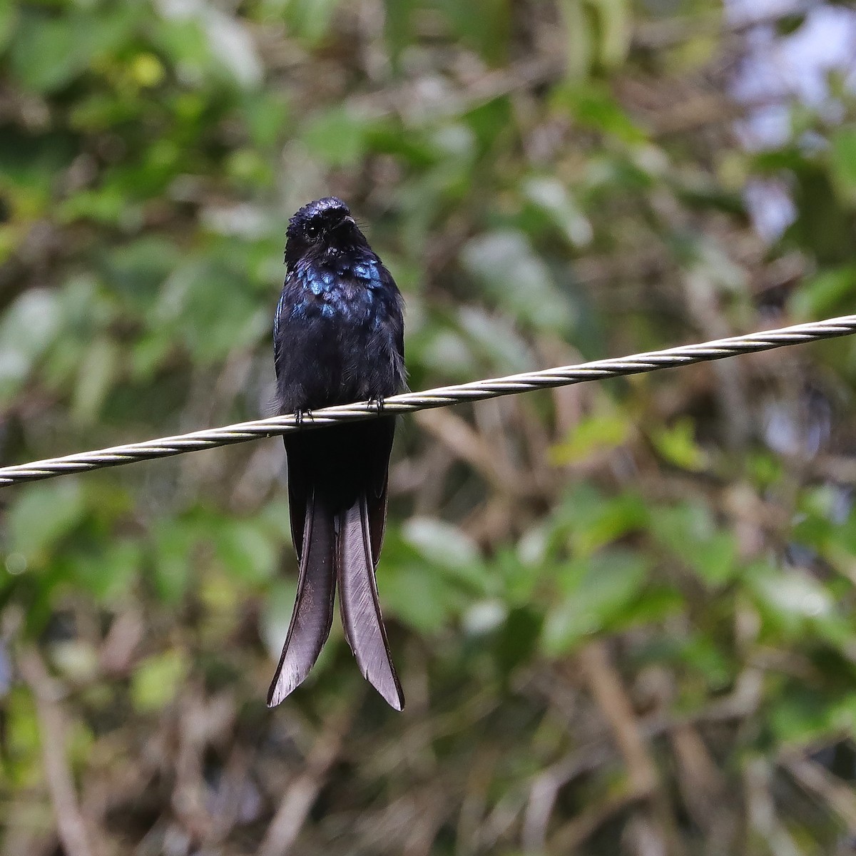 Bronzed Drongo - ML644358839