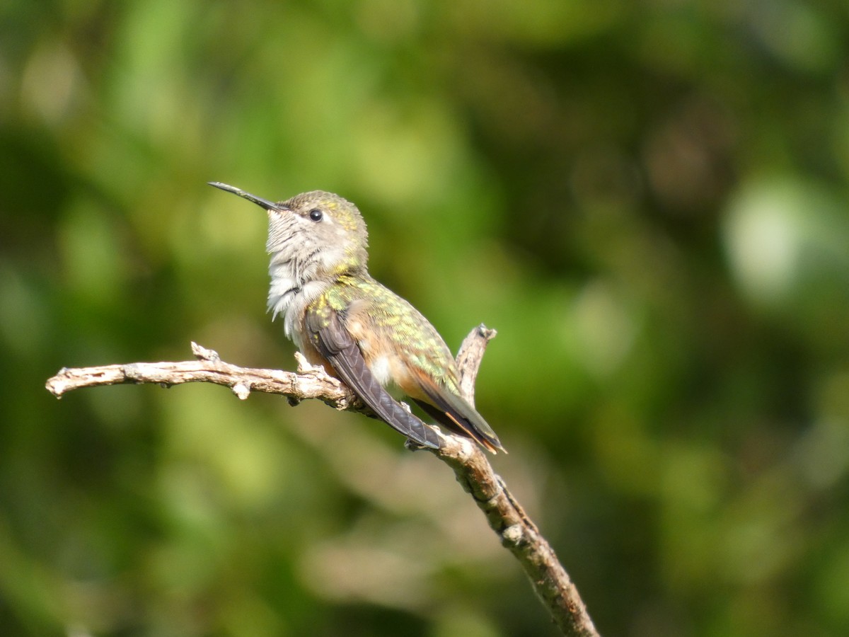 Colibri des Bahamas - ML644358843